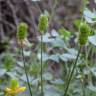 Fotografia 9 da espécie Ranunculus ollissiponensis subesp. ollissiponensis do Jardim Botânico UTAD