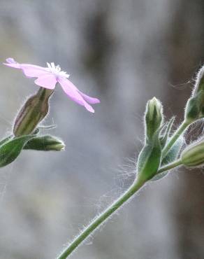 Fotografia 15 da espécie Silene marizii no Jardim Botânico UTAD