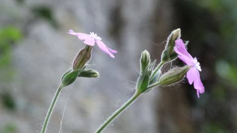 Fotografia da espécie Silene marizii