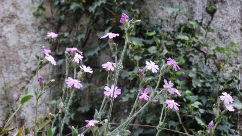 Fotografia da espécie Silene marizii