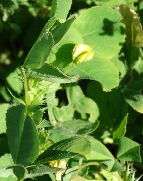 Fotografia 18 da espécie Medicago polymorpha no Jardim Botânico UTAD