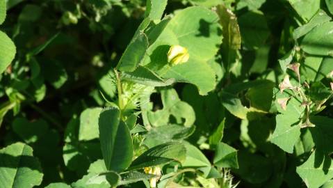 Fotografia da espécie Medicago polymorpha