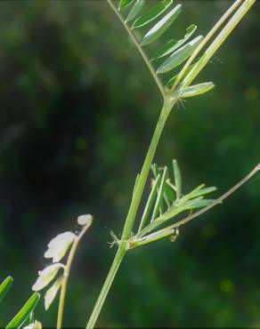 Fotografia 18 da espécie Vicia hirsuta no Jardim Botânico UTAD