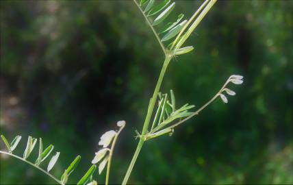 Fotografia da espécie Vicia hirsuta