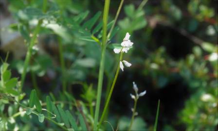 Fotografia da espécie Vicia hirsuta