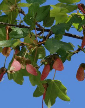 Fotografia 14 da espécie Acer monspessulanum no Jardim Botânico UTAD