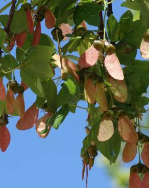 Fotografia 15 da espécie Acer monspessulanum no Jardim Botânico UTAD