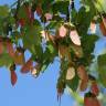Fotografia 15 da espécie Acer monspessulanum do Jardim Botânico UTAD