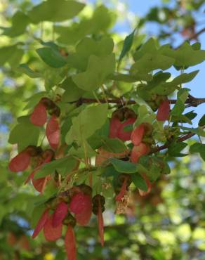 Fotografia 16 da espécie Acer monspessulanum no Jardim Botânico UTAD