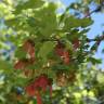 Fotografia 16 da espécie Acer monspessulanum do Jardim Botânico UTAD