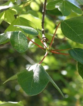Fotografia 17 da espécie Acer monspessulanum no Jardim Botânico UTAD