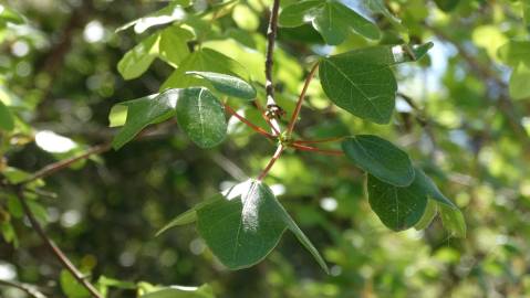Fotografia da espécie Acer monspessulanum