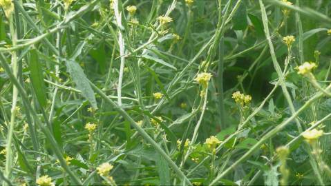 Fotografia da espécie Sisymbrium officinale