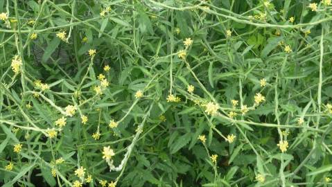 Fotografia da espécie Sisymbrium officinale