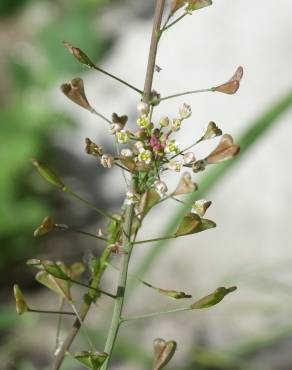 Fotografia 17 da espécie Anthriscus caucalis no Jardim Botânico UTAD