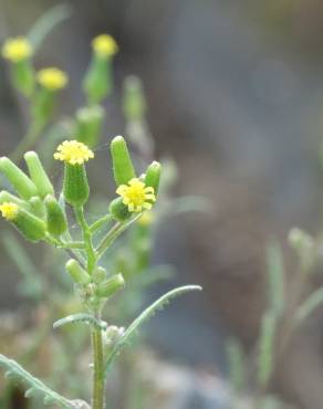 Fotografia 17 da espécie Senecio lividus no Jardim Botânico UTAD