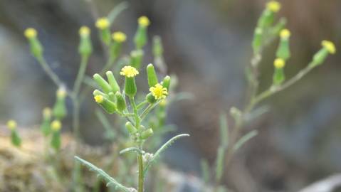 Fotografia da espécie Senecio lividus