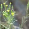 Fotografia 17 da espécie Senecio lividus do Jardim Botânico UTAD