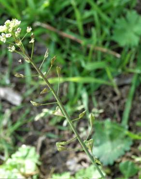 Fotografia 12 da espécie Capsella bursa-pastoris no Jardim Botânico UTAD