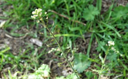 Fotografia da espécie Capsella bursa-pastoris