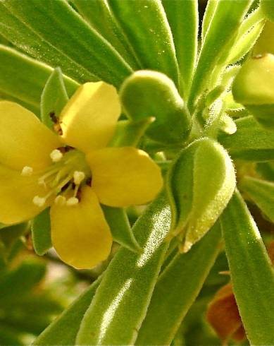 Fotografia de capa Suriana maritima - do Jardim Botânico