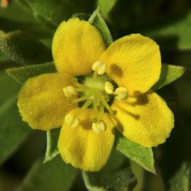 Fotografia da espécie Suriana maritima