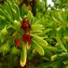 Fotografia 5 da espécie Suriana maritima do Jardim Botânico UTAD