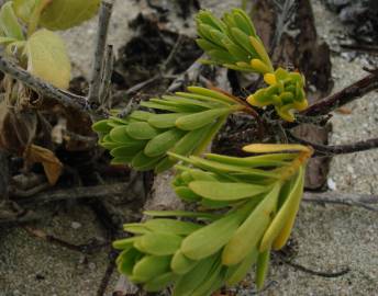 Fotografia da espécie Suriana maritima