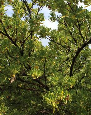 Fotografia 14 da espécie Suriana maritima no Jardim Botânico UTAD