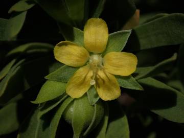 Fotografia da espécie Suriana maritima