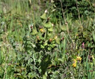 Fotografia da espécie Sonchus oleraceus