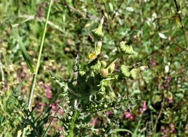 Fotografia da espécie Sonchus oleraceus