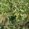 Fotografia 10 da espécie Sonchus oleraceus do Jardim Botânico UTAD