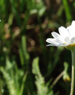 Fotografia 16 da espécie Anthemis arvensis subesp. arvensis no Jardim Botânico UTAD