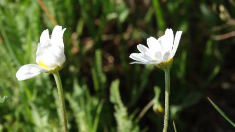 Fotografia da espécie Anthemis arvensis subesp. arvensis