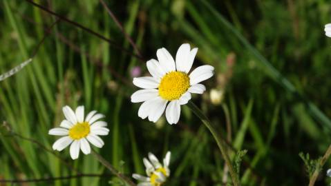 Fotografia da espécie Anthemis arvensis subesp. arvensis