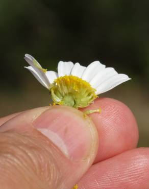 Fotografia 18 da espécie Anthemis arvensis subesp. arvensis no Jardim Botânico UTAD