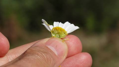 Fotografia da espécie Anthemis arvensis subesp. arvensis