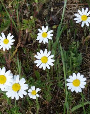 Fotografia 19 da espécie Anthemis arvensis subesp. arvensis no Jardim Botânico UTAD