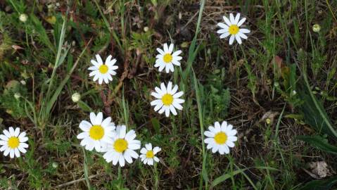 Fotografia da espécie Anthemis arvensis subesp. arvensis