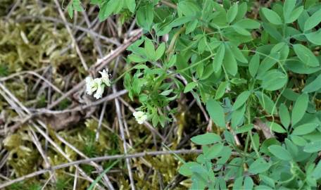 Fotografia da espécie Ceratocapnos claviculata