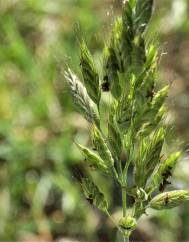 Bromus hordeaceus