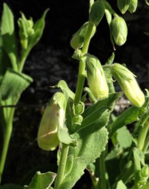 Fotografia 7 da espécie Digitalis thapsi no Jardim Botânico UTAD