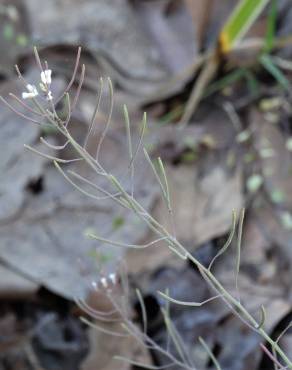 Fotografia 12 da espécie Arabidopsis thaliana no Jardim Botânico UTAD