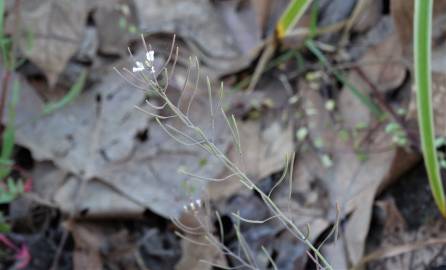 Fotografia da espécie Arabidopsis thaliana