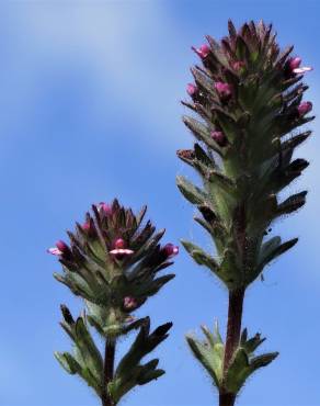 Fotografia 18 da espécie Parentucellia latifolia no Jardim Botânico UTAD