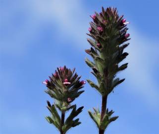 Fotografia da espécie Parentucellia latifolia