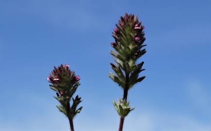 Fotografia da espécie Parentucellia latifolia