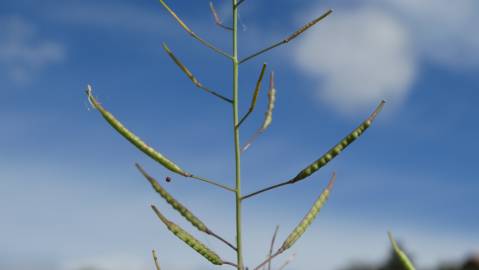 Fotografia da espécie Brassica barrelieri