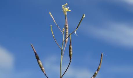 Fotografia da espécie Brassica barrelieri